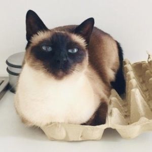 Meet your Posher, Sierra